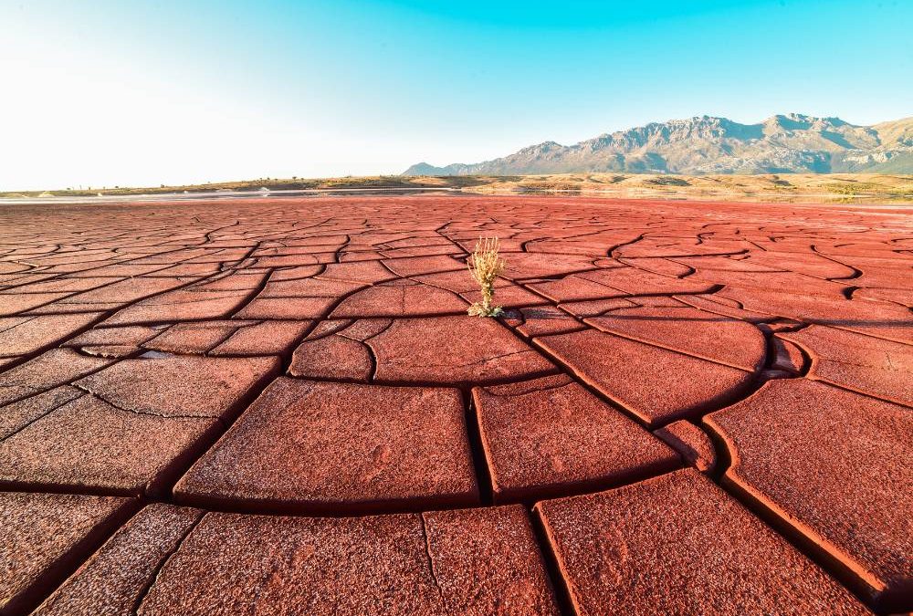 Rigenerare ecosistemi contro la desertificazione in Africa